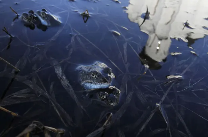 Framed Print : The Church of Pokrov on Nerli is reflected in a pool of floodwater as frogs mate in