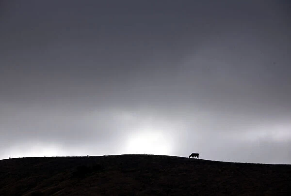 Clouds gather above a cow as it grazes in a drought-effected paddock on the outskirts of