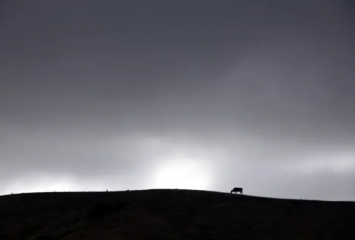 Framed Print : Clouds gather above a cow as it grazes in a drought-effected paddock on the outskirts of Framed Print : Clouds gather above a cow as it grazes in a drought-effected paddock on the outskirts of