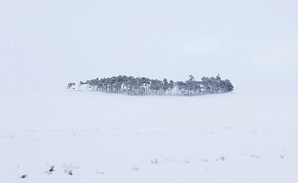 A clump of trees is covered in snow besides the M74 in Lanarkshire