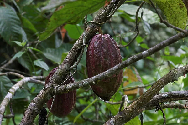 Cocoa pods are pictured at a cocoa farm in Azaguie