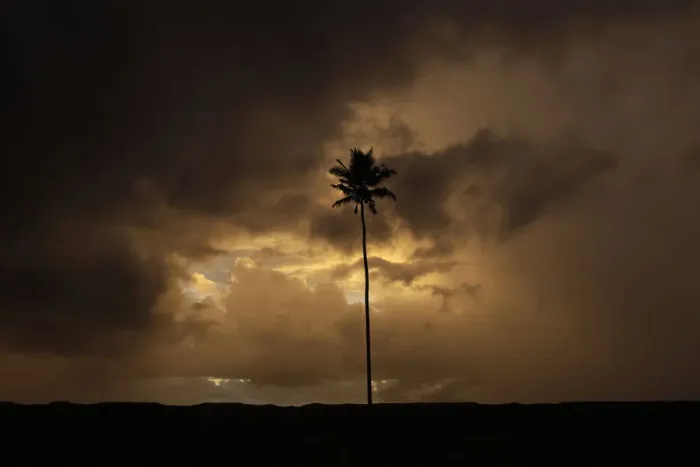 Framed Print : A coconut tree is seen against the backdrop of a sunset at Lamno beach, in Aceh Besar