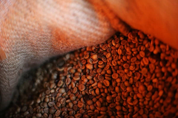 Coffee beans are pictured inside a sack at a plantation in Tepezonapa
