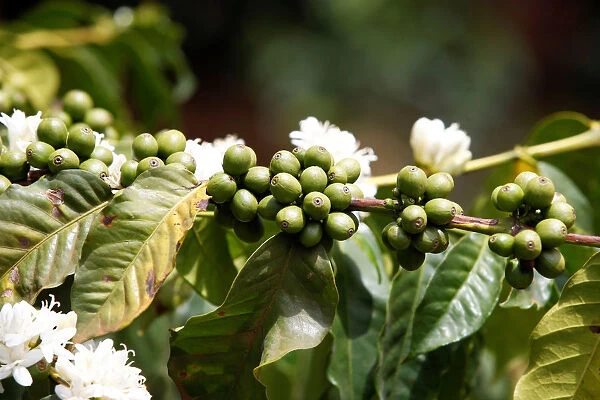 Coffee berries are seen in an plantation in Kirinyaga near Nyeri