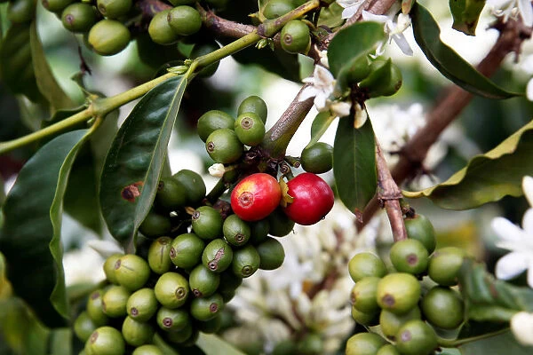 Coffee berries are seen in an plantation in the town of Kirinyaga near Nyeri