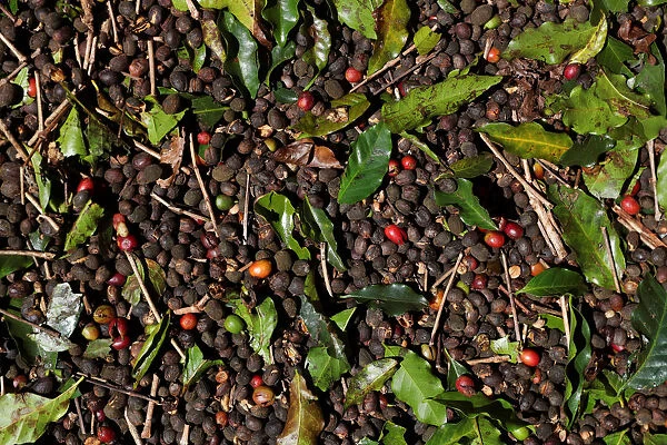 Coffee cherries are seen in a plantation in the town of Sao Joao da Boa Vista