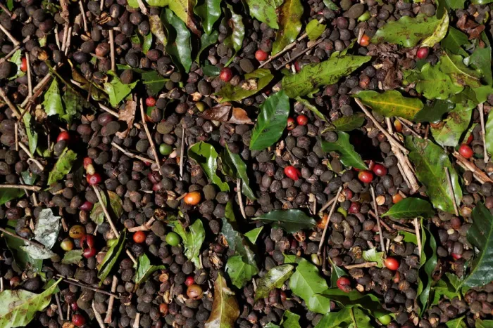 Framed Print : Coffee cherries are seen in a plantation in the town of Sao Joao da Boa Vista Framed Print : Coffee cherries are seen in a plantation in the town of Sao Joao da Boa Vista