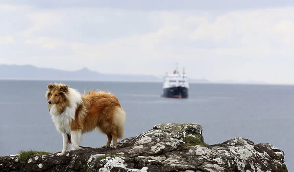 A collie dog is seen on the island of Eigg, Inner Hebrides, Scotland