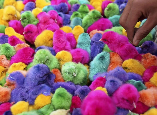 Colored chicks are sold during the run-up to Easter in downtown Amman
