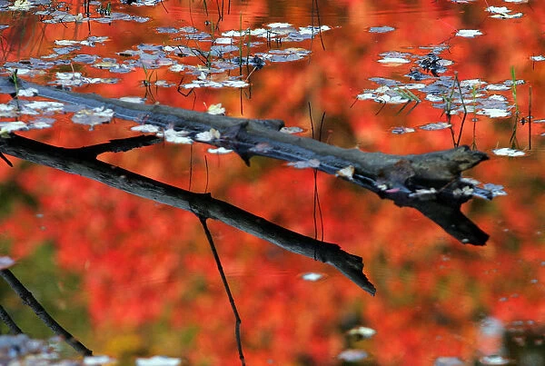 The colors of trees during the autumn season are reflected in a pond in Phillipston