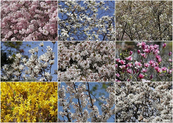A combination of photgraphs shows blossoms in a public garden in Vienna
