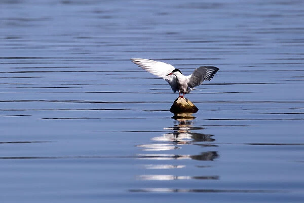 Common tern (Sterna hirundo) is pictured in the Divjake-Karavasta lagoon National Park in