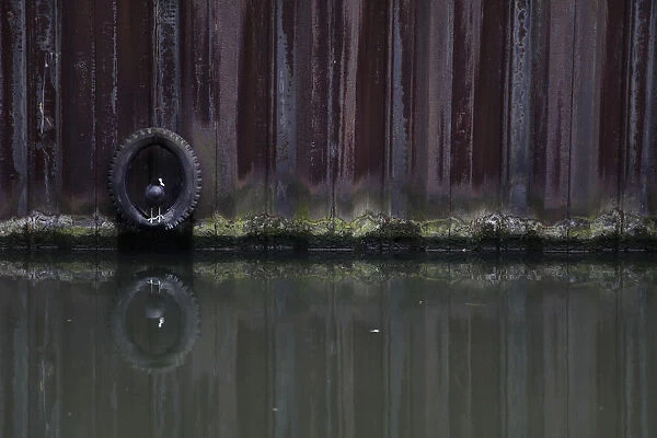 A coot sits in a tyre along the Regents Canal in London