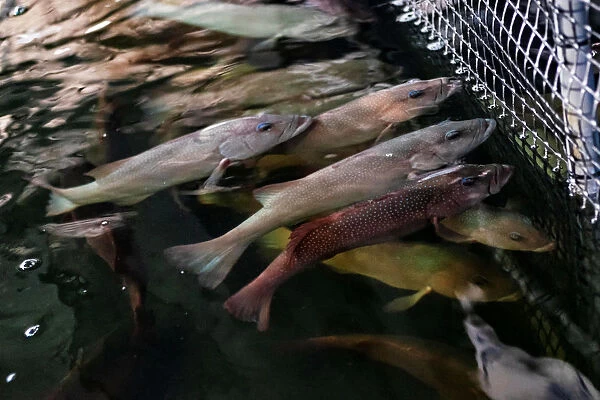 Coral trout are seen inside Apollo Aquaculture Groups three-tiered vertical fish farm in