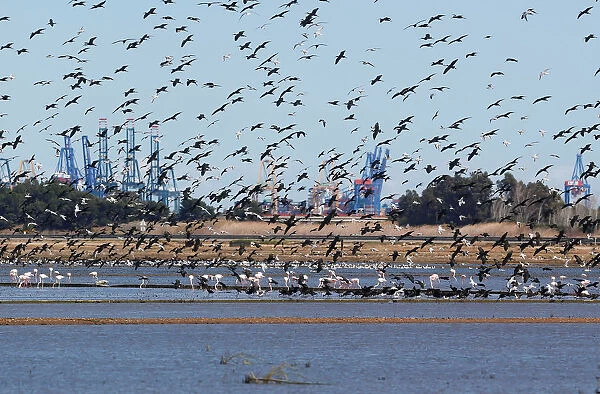 Cormorans and seagulls fly at the Albufera Natural Park in Valencia