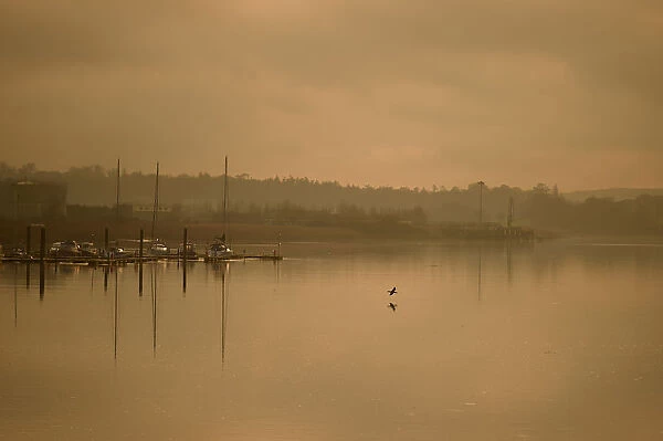 A cormorant flies low in evening fog at sunset in the County Wexford Marina in New Ross