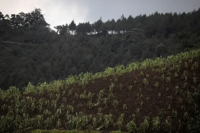 Framed Print : A corn field is seen covered in ash at an area affected by the eruption of Fuego volcano Framed Print : A corn field is seen covered in ash at an area affected by the eruption of Fuego volcano