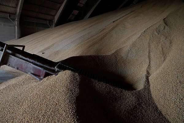 Corn imported from Brazil is stored at a warehouse in Tuxpan