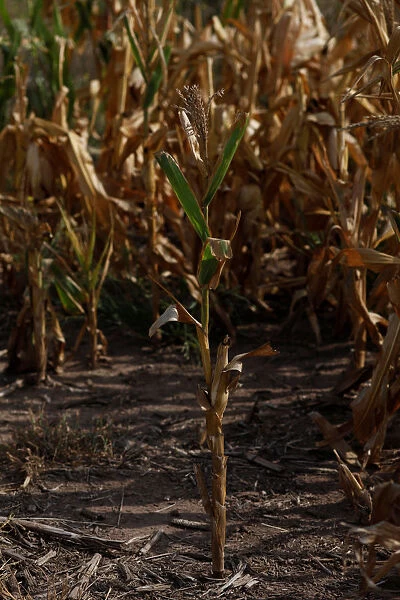 Corn plants are seen on a drought-affected farm near Chivilcoy