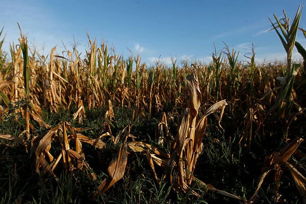 Corn plants are seen in a drought-affected farm near Chivilcoy