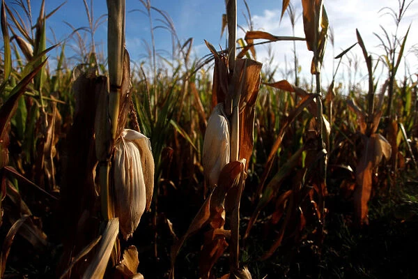 Corn plants are seen in a drought affected farm near Chivilcoy