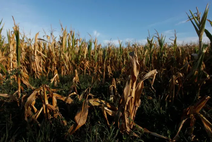 Framed Print : Corn plants are seen in a drought-affected farm near Chivilcoy Framed Print : Corn plants are seen in a drought-affected farm near Chivilcoy