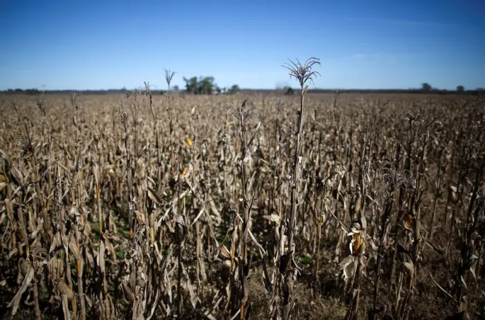 Framed Print : Corn plants are seen in a farm in Lujan, on the outskirts of Buenos Aires Framed Print : Corn plants are seen in a farm in Lujan, on the outskirts of Buenos Aires