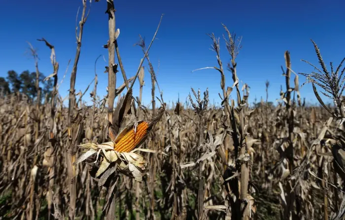 Framed Print : Corn plants are seen in a farm in Lujan, on the outskirts of Buenos Aires Framed Print : Corn plants are seen in a farm in Lujan, on the outskirts of Buenos Aires