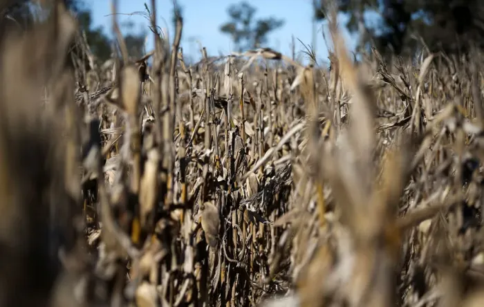 Framed Print : Corn plants are seen in a farm in Lujan, on the outskirts of Buenos Aires Framed Print : Corn plants are seen in a farm in Lujan, on the outskirts of Buenos Aires