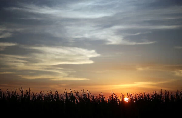 Corn plants are seen at sunset in a farm near Rafaela