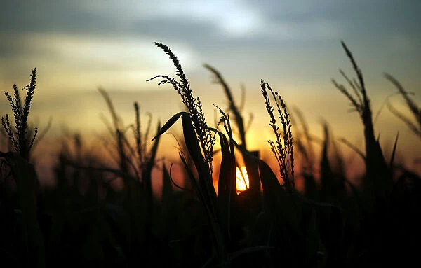 Corn plants are seen at sunset in a farm near Rafaela