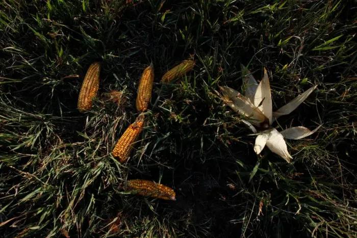 Framed Print : Corn is seen in a drought-affected farm near Chivilcoy Framed Print : Corn is seen in a drought-affected farm near Chivilcoy