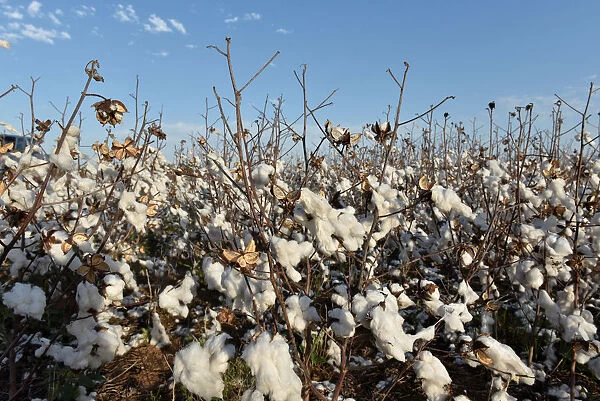 Cotton left over from last years harvest is seen in a field near Wakita, Oklahoma
