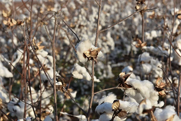 Cotton left over from last years harvest is seen in a field near Wakita, Oklahoma