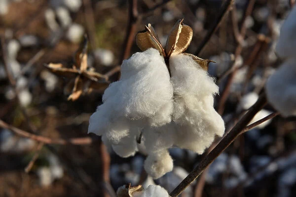 A cotton plant that was left unharvested is seen in a field near Wakita, Oklahoma