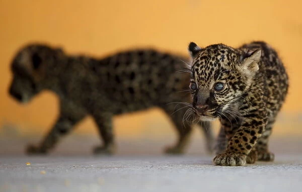A couple of four-week-old jaguars are pictured as they are presented to the media