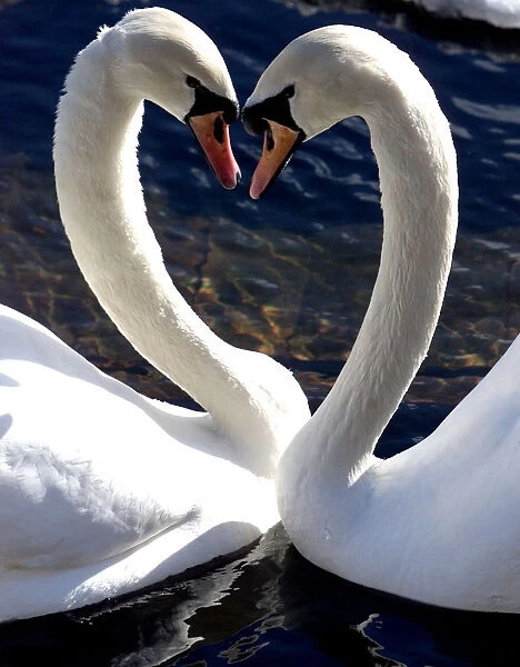 A COUPLE OF SWANS PLAY ON A POND IN THE CENTRAL PARK OF ST. PETERSBURG