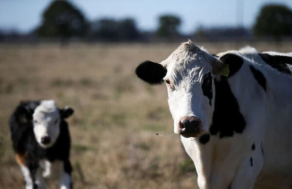 A cow and its calf are seen in a farm in Lujan, on the outskirts of Buenos Aires