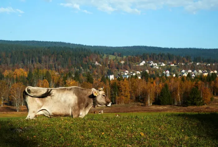 Framed Print : A cow grazes in a field on a sunny autumn day in the Valley de Joux near Le Chenit