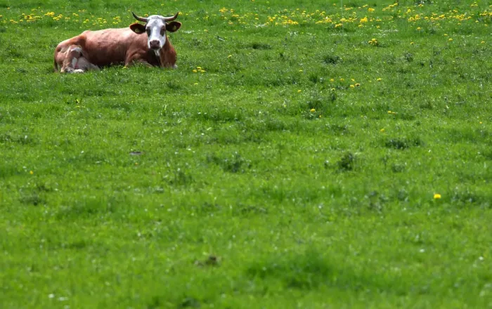 Framed Print : A cow lies on a field in Warngau Framed Print : A cow lies on a field in Warngau