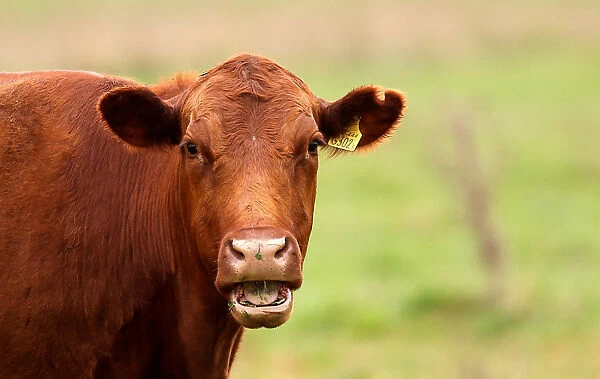 A cow is seen in a farm in Azul, in Buenos Aires