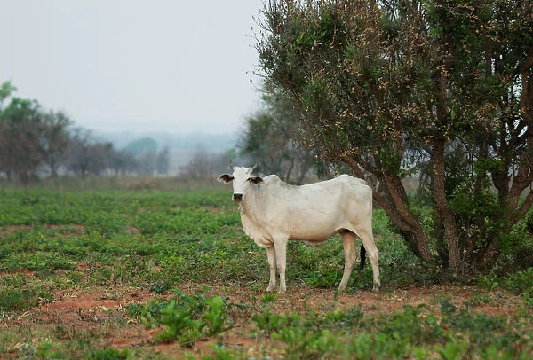 A cow is seen in Santa Teresita, Charagua