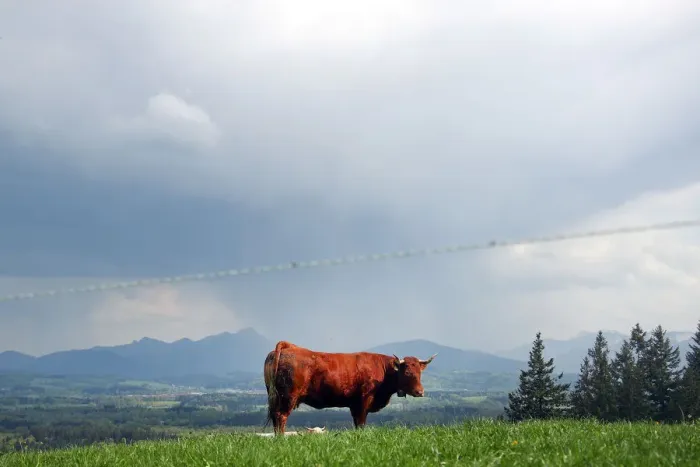 Framed Print : A cow stands on a field in Warngau