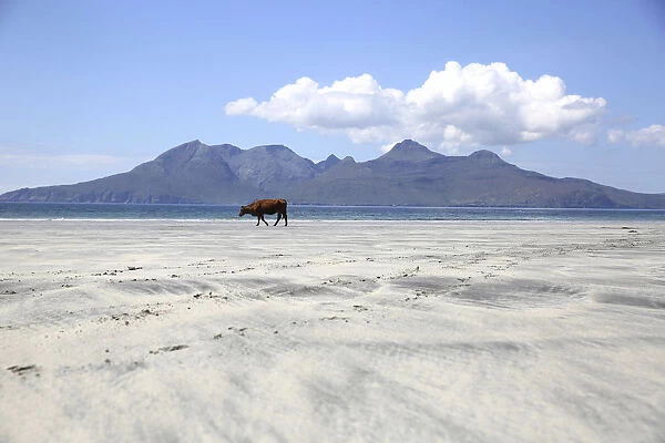 A cow stands on Lag Bay beach, the island of Rum is seen in the background, on the island of Eigg