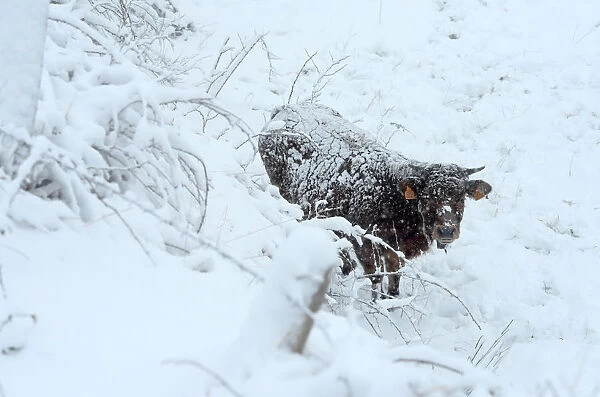 A cow stands during snow blizzard in Pajares