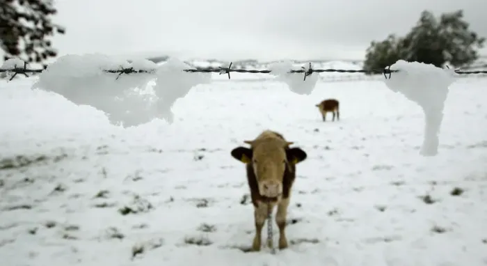 Framed Print : A cow stands in a snow covered field near Murnau Framed Print : A cow stands in a snow covered field near Murnau