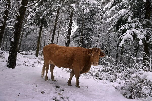 A cow stands in a snow covered pine forest in the Basque mountain port of Opakoa