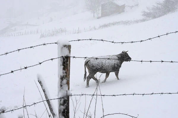 A cow walks during snow blizzard in Pajares