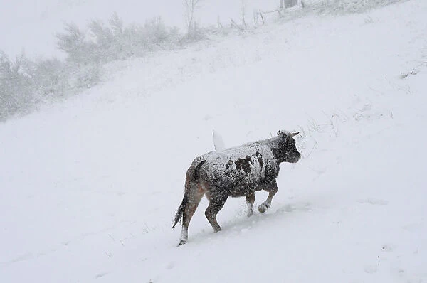 A cow walks during snow blizzard in Pajares