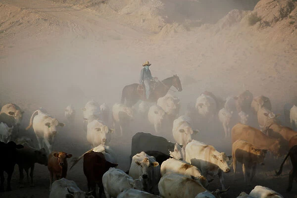 A Cowboy pushes a herd of cattle in the municipality of Guadalupe